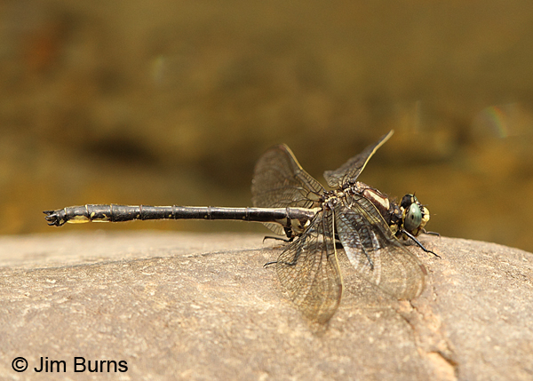 Harpoon Clubtail male, Caledonia Co., VT, July 2014