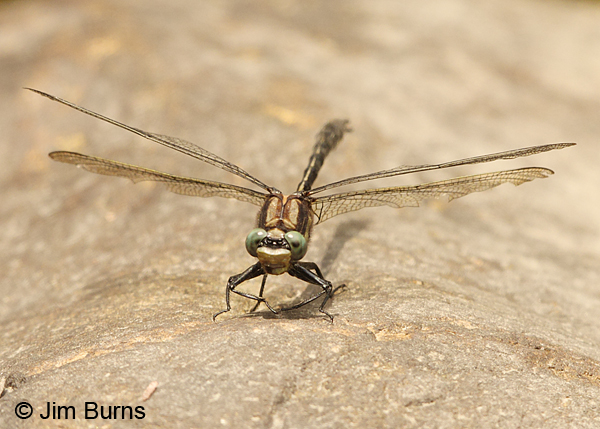 Harpoon Clubtail male frontal thoracic stripes, Caledonia Co., VT, July 2014