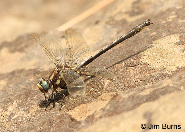 Harpoon Clubtail male on river rock, Caledonia Co., VT, July 2014