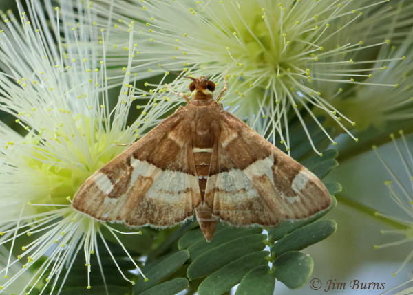 Hawaiian Beet Webworm Moth on Tenaza #2, Arizona--3476