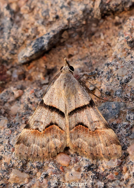 Hemeroplanis incusalis, Arizona--1936