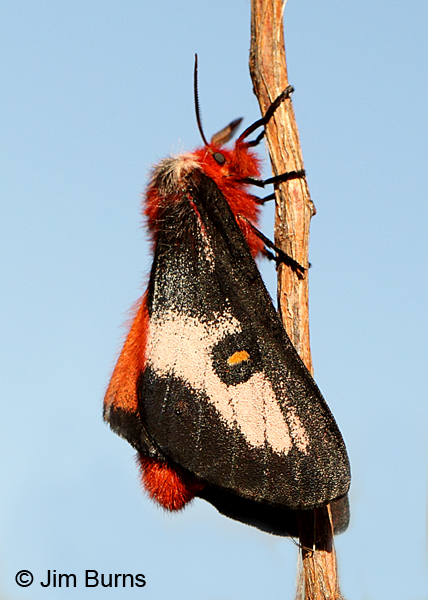 Hemileuca electra female, Arizona