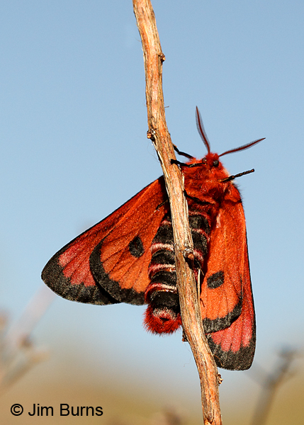 Hemileuca electra female underwing, Arizona