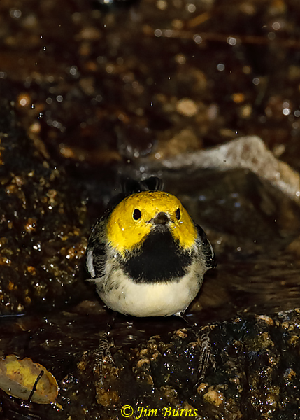 Hermit Warbler male bathing--6178