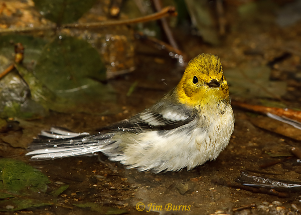 Hermit Warbler female bathing #2--5641