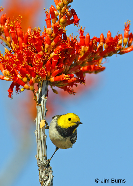 This male Hermit Warbler on its journey north visits an Ocotillo on the Baja Desert Trail.