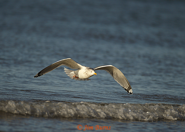 Herring Gull adult winter in flight--3756