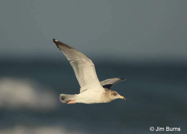 Herring Gull 3rd winter in flight