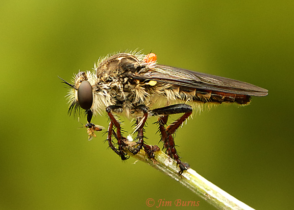 Heteropogon patruelis with fly, Texas
