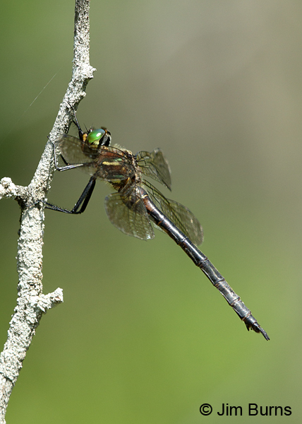 Hine's Emerald female showing tea colored wings, Door Co., WI, July 2017