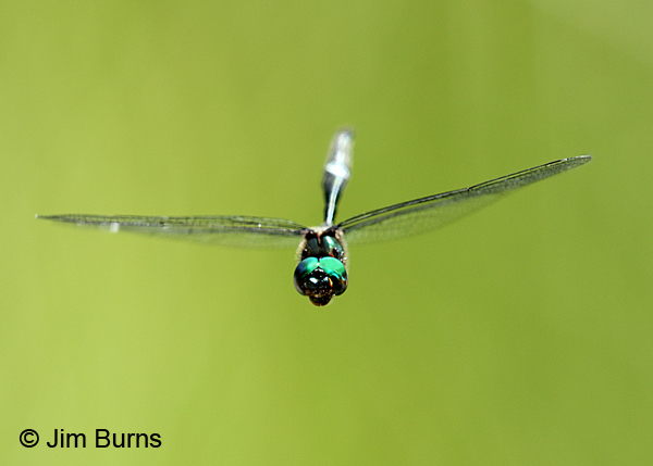 Hine's Emerald male incoming, Door Co., WI, July 2017