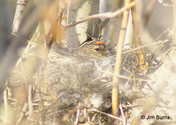 Hoary Redpoll female on nest