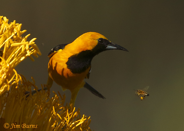 Hooded Oriole male and Honey Bee #2--0625