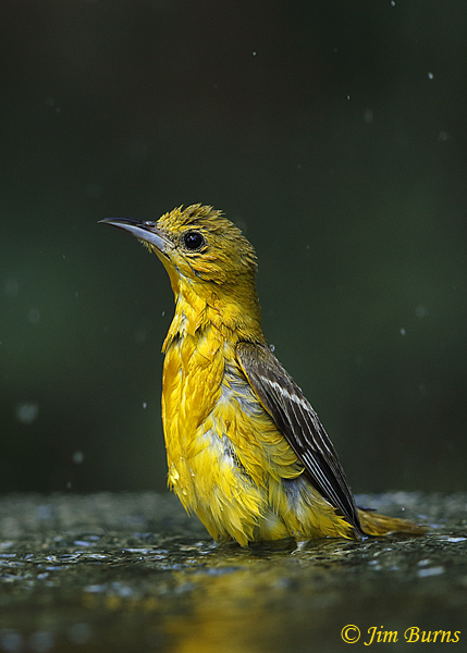 Hooded Oriole first year female bathing--0685