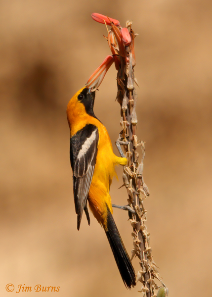 The gorgeous male Hooded Orioles, like this one on an orange aloe in the canyon, always draw exclamations from first time visitors.