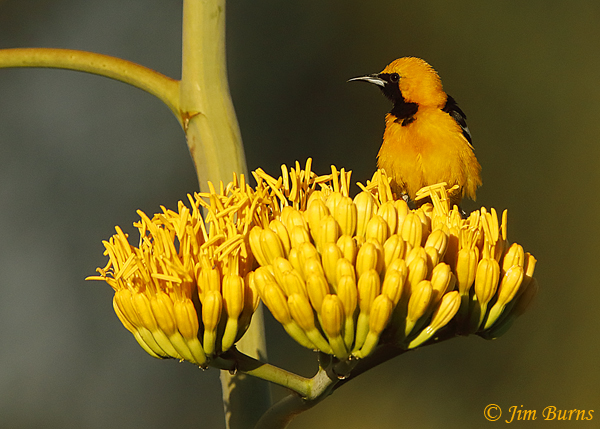 Hooded Oriole male on Century Plant--3471