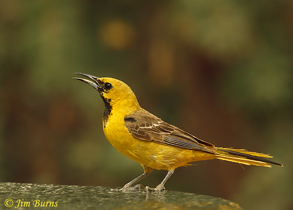 Hooded Oriole 1st summer male at water--4804