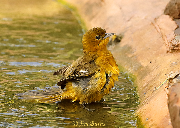 Hooded Oriole first year male bathing--7729