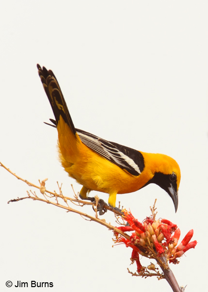 Hooded Oriole male at Ocotillo