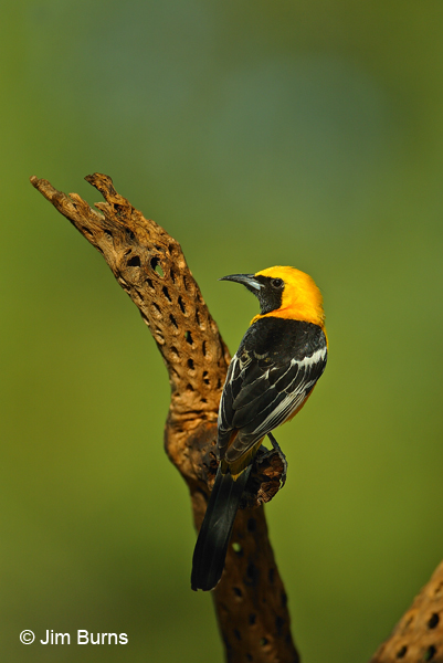 Hooded Oriole male dorsal view