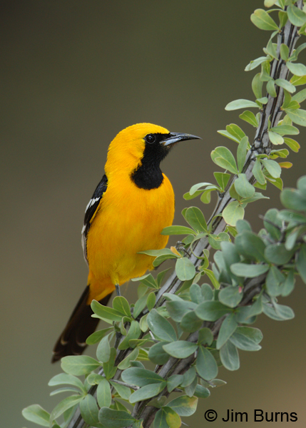 Hooded Oriole male in Ocotillo