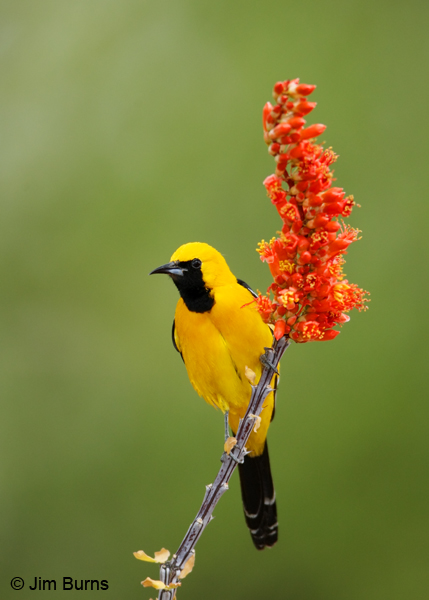 Hooded Oriole male on Ocotillo branch