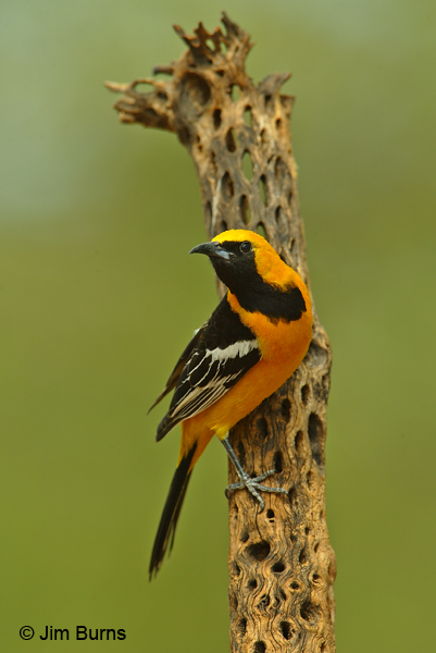 Hooded Oriole male ventral view