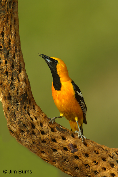 Hooded Oriole singing