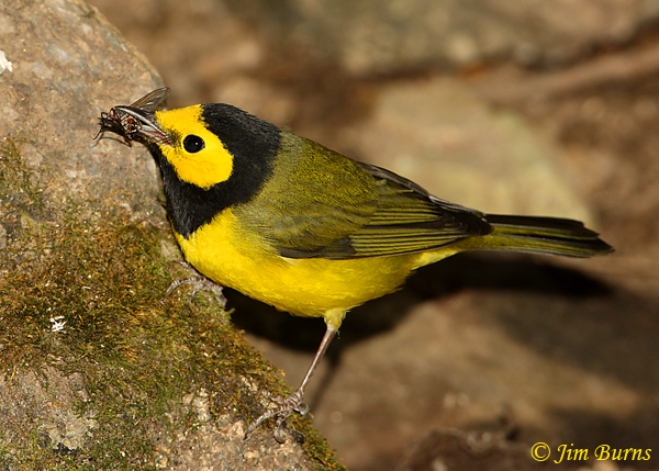 Hooded Warbler male with fly--0316