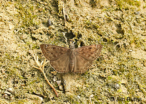 Horace's Duskywing male, Tennessee