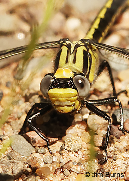 Horned Clubtail immature female showing bilobed occiput and its black basal horns, Pine Co., MN, June 2014