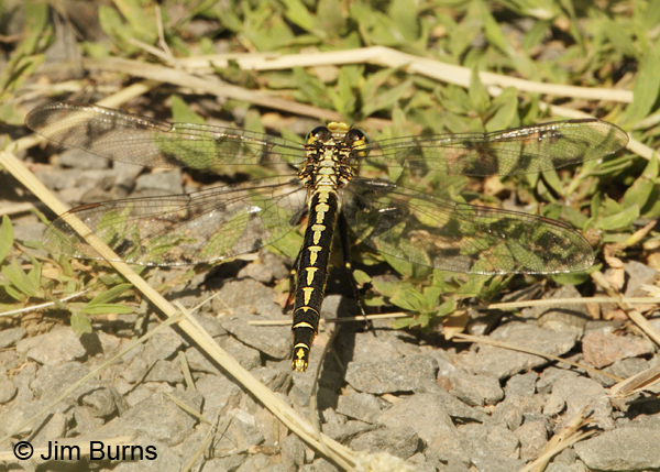 Horned Clubtail female dorsal view, St. Louis Co., MN, July 2012