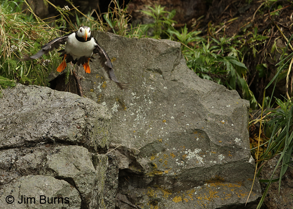 Horned Puffin launch