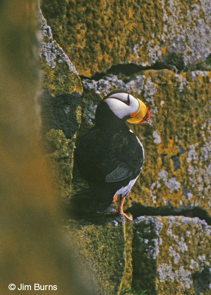 Horned Puffin on ledge