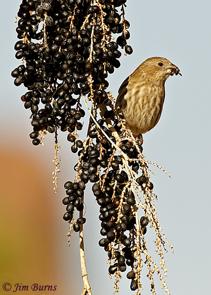 House Finch female with Fan Palm berry--3802