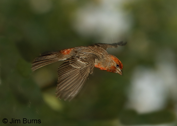 House Finch male in flight--8687