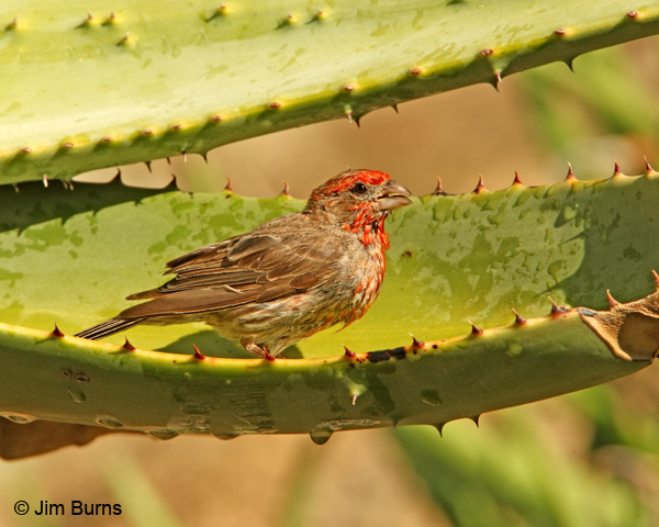 Along the Main Trail in the canyon this male House Finch bathes in a pool in an aloe leaf left by an overnight summer monsoon rain