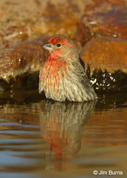 House Finch male bathing
