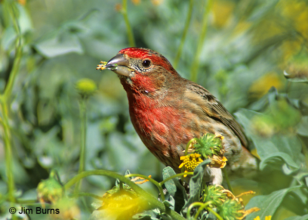 House Finch male eating flower petals