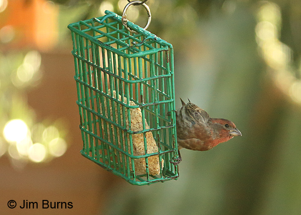 House Finch male on suet feeder