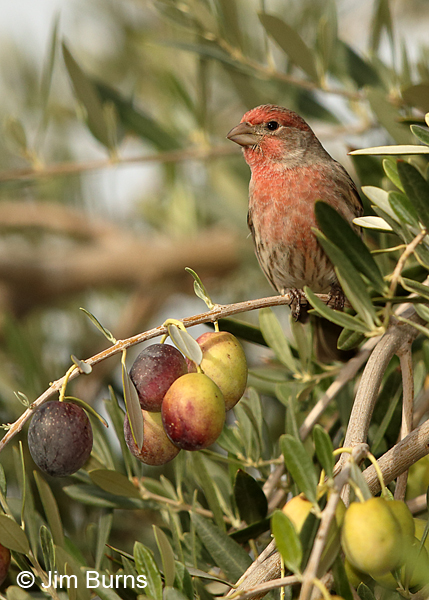 House Finch male with olives