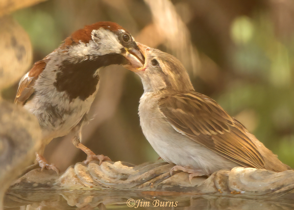 House Sparrow fledgling being fed by male parent--9139
