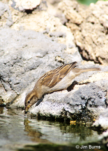 House Sparrow juvenile female drinking