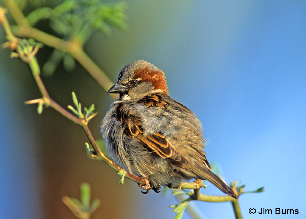 House Sparrow male dorsal