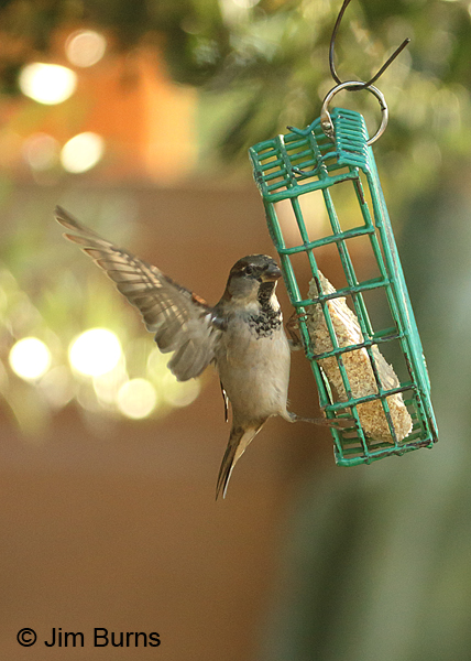 House Sparrow male on suet feeder