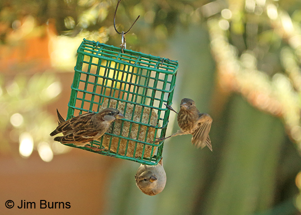 House Sparrows on suet feeder