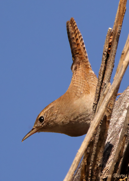 House Wren with its best nuthatch imitation--8801