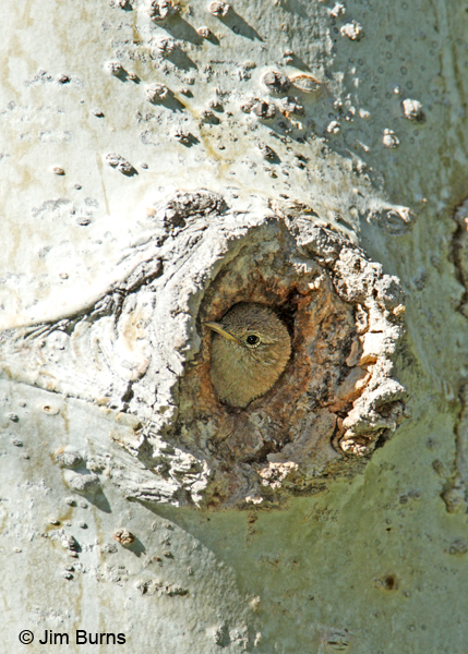House Wren female in Aspen nesthole