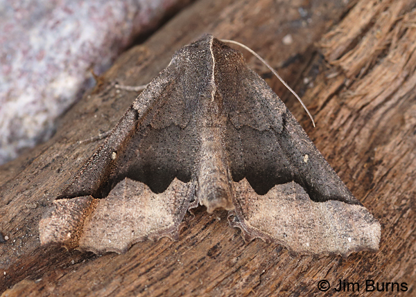 Hubner's Pero Moth, Arizona