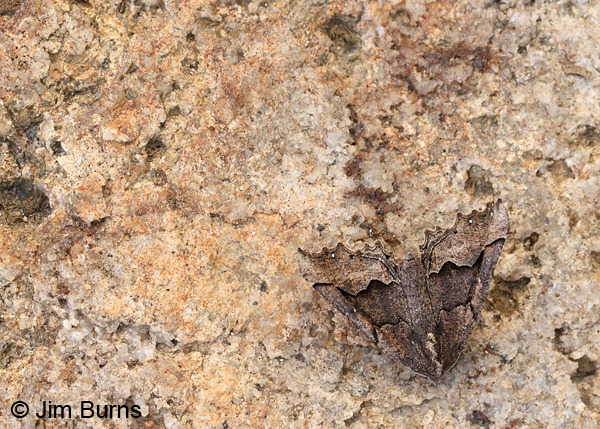 Hubner's Pero Moth, rock camouflage, Arizona
